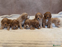 Cavapoo dogs - Advert 5