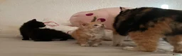 Mixed Breed cats for sale: Last 2 kittens left - Advert 18