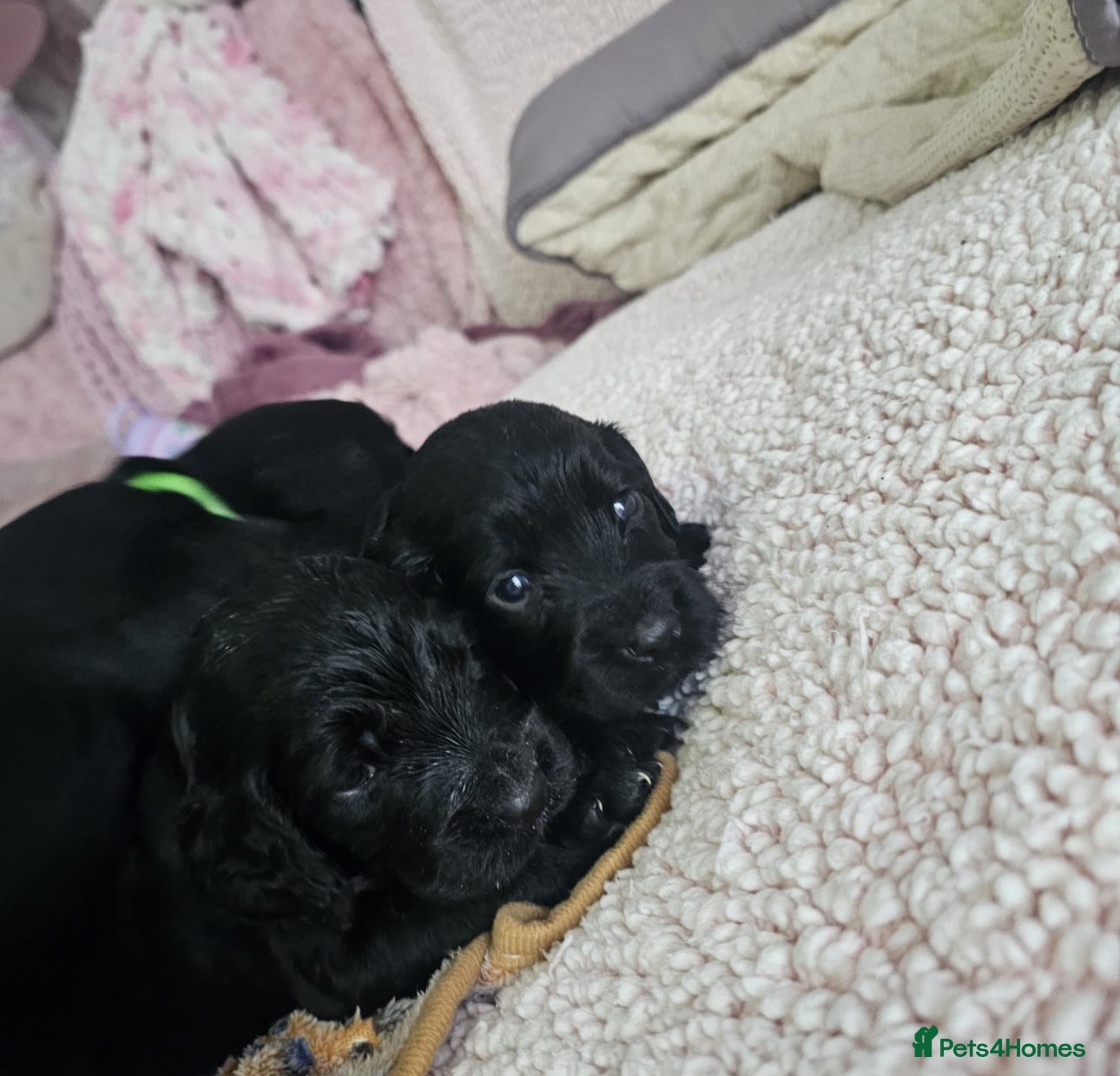 Cocker Spaniel dogs Cocker spaniel puppy’s  - Advert 15