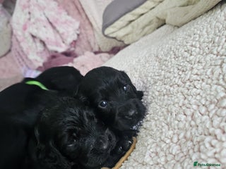 Cocker Spaniel dogs Cocker spaniel puppy’s - Advert 12