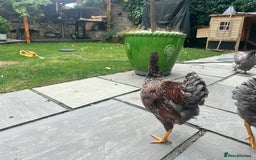 Chickens poultry for sale: Blue Laced Wyan Dotte - Image 3