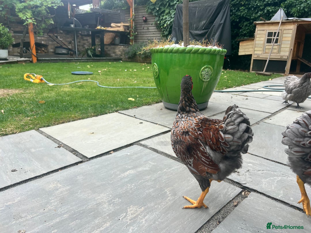 Chickens poultry for sale: Blue Laced Wyan Dotte - Image 3