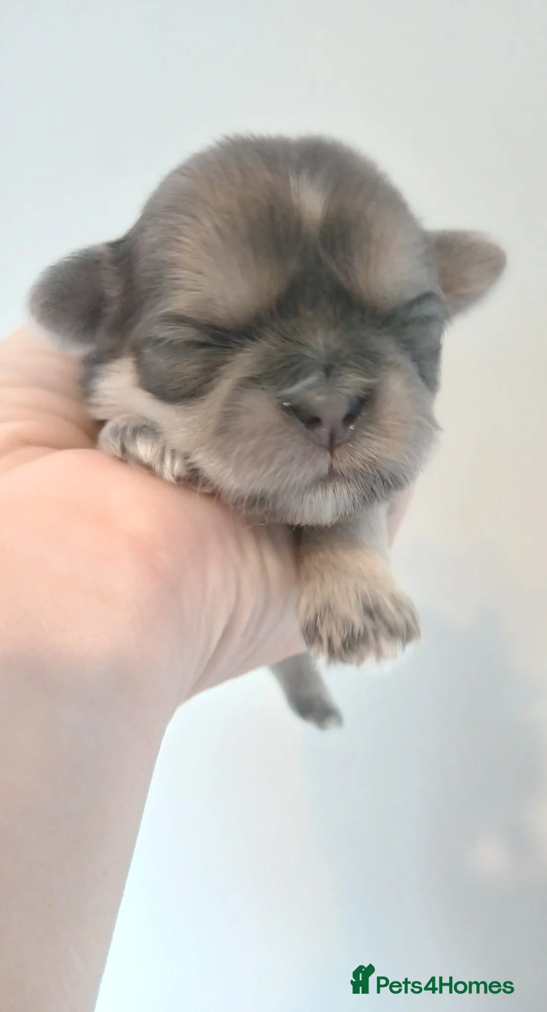Shih Tzu dogs for stud: 💙 MR MOGWAI Blue Dobbie Karashishi Imperial 💙 - Advert 2