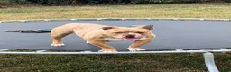 Olde English Bulldogge dogs for sale: OLD ENGLISH MERLE BOY - Advert 5