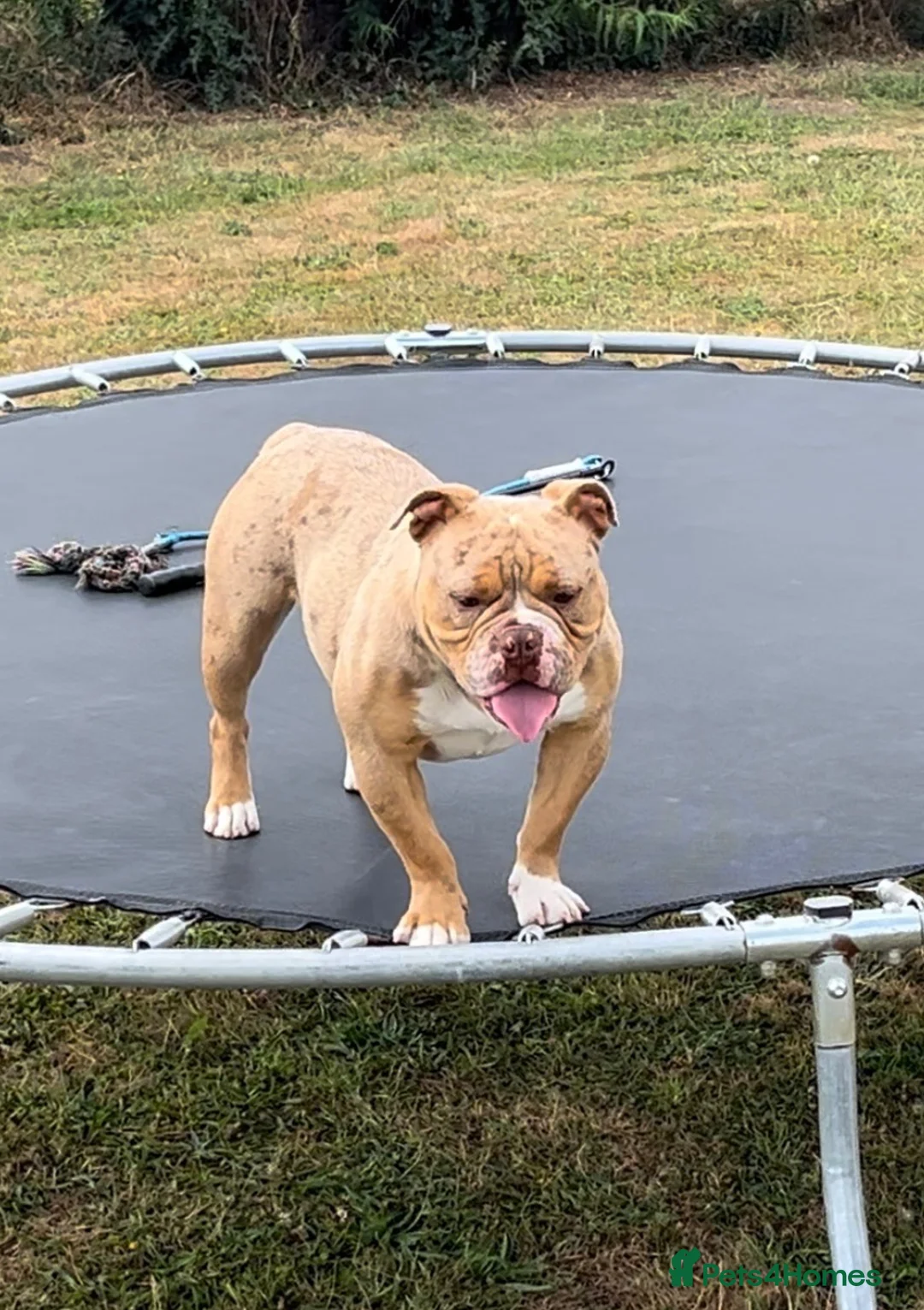 Olde English Bulldogge dogs for sale: OLD ENGLISH MERLE BOY - Advert 5
