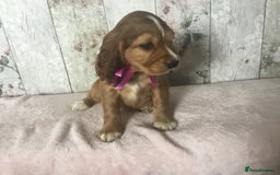 Cocker Spaniel dogs for sale: Adorable Kc reg Cocker pups - Image 6
