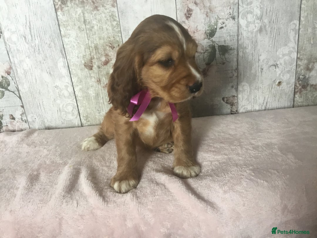 Cocker Spaniel dogs for sale: Adorable Kc reg Cocker pups - Image 6