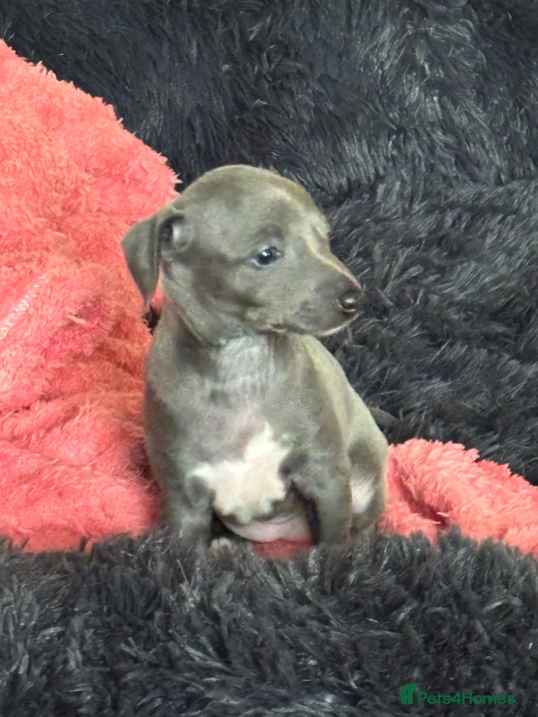 Italian Greyhound dogs for sale: Kc reg Italian greyhound puppies for sale - Advert 1