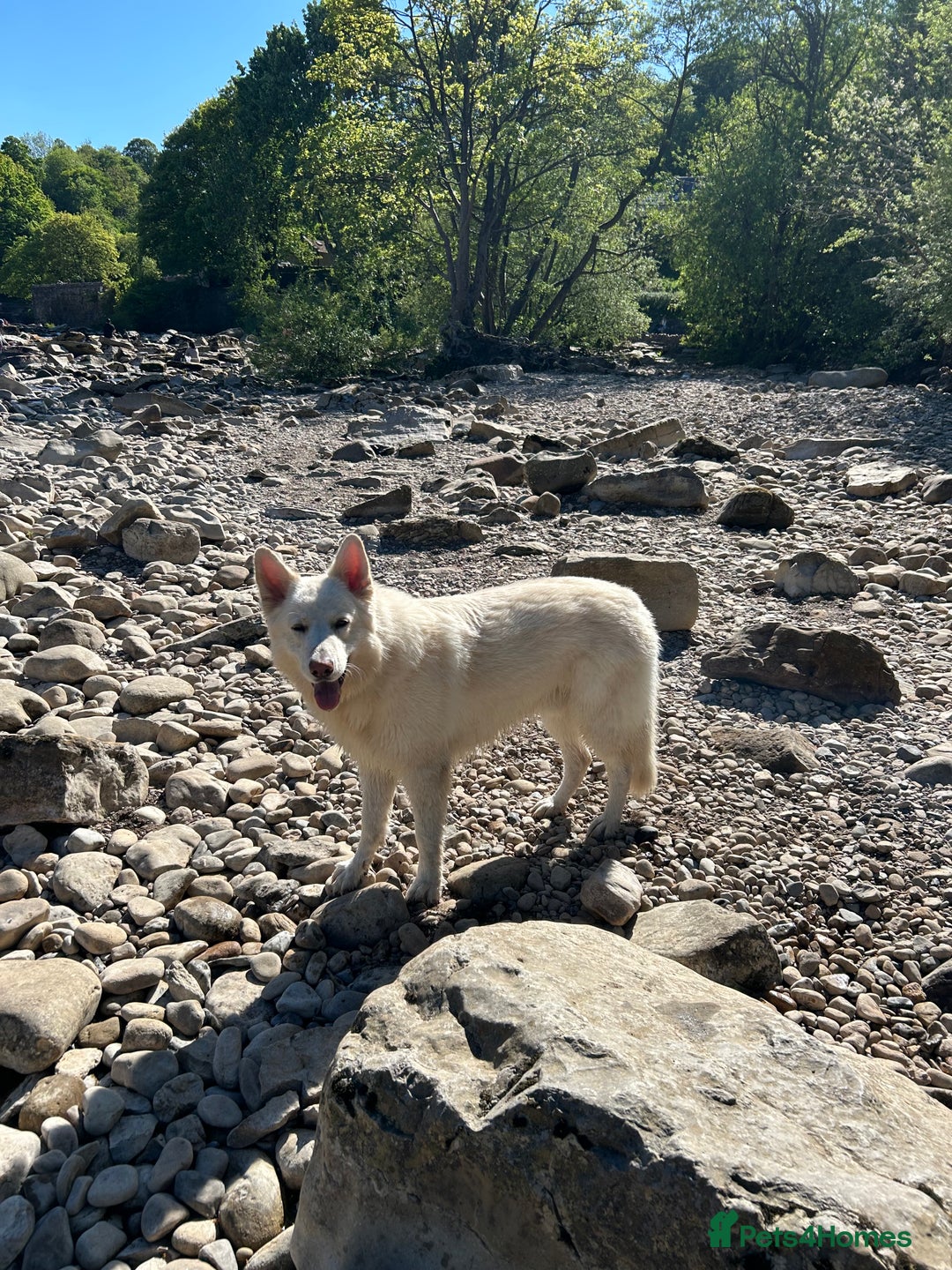 German Shepherd dogs for stud: For Stud only -Long haired White German Shepherd - Advert 6