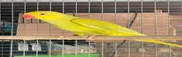 Ringnecks birds for sale: Stunning Ring necks  in Sleaford - Advert 1