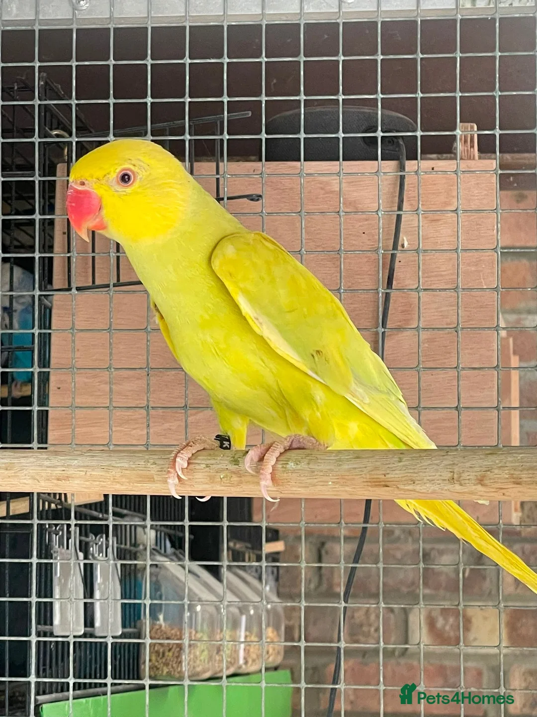 Ringnecks birds for sale: Stunning Ring necks  in Sleaford - Advert 1