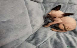 Sphynx cats for sale: Sphynx Healthy happy  boys   - Image 1