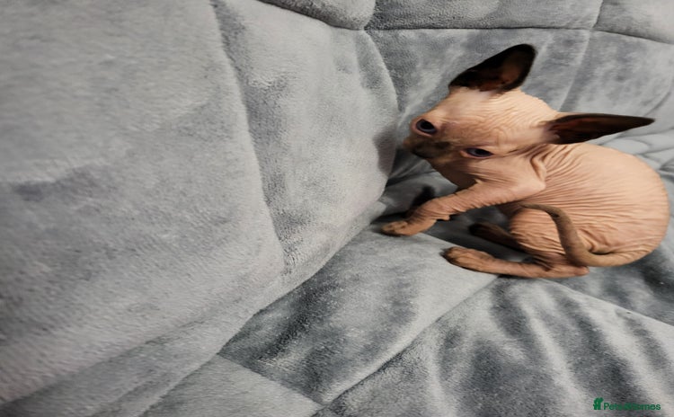 Sphynx cats - Advert 15