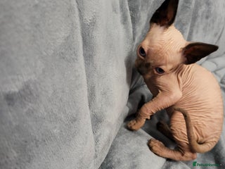 Sphynx cats - Advert 13