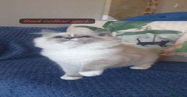 Ragdoll cats Beautiful GCCF Blue Mitted Kittens Available. - Advert 11