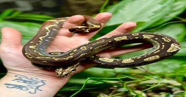 Boa Snake reptiles - Advert 5