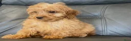 Cockapoo dogs for sale: 🐶F2 cockapoos 🐶 - Advert 6