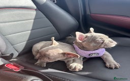 French Bulldog dogs for sale: French bulldog pups 🐶  - Image 4