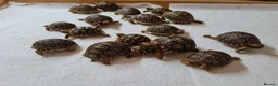 Tortoise reptiles for sale: Leopard Tortoise hatchlings in Rugby - Advert 19
