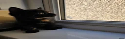 Mixed Breed cats for sale: Kittens looking for forever home. in Stowmarket - Advert 10