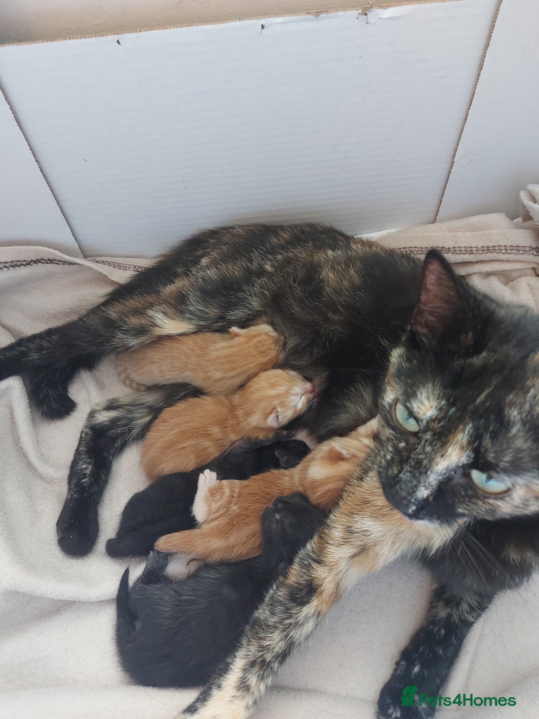 Domestic Shorthair cats for sale: 2 Female Kittens For Sale - Image 12