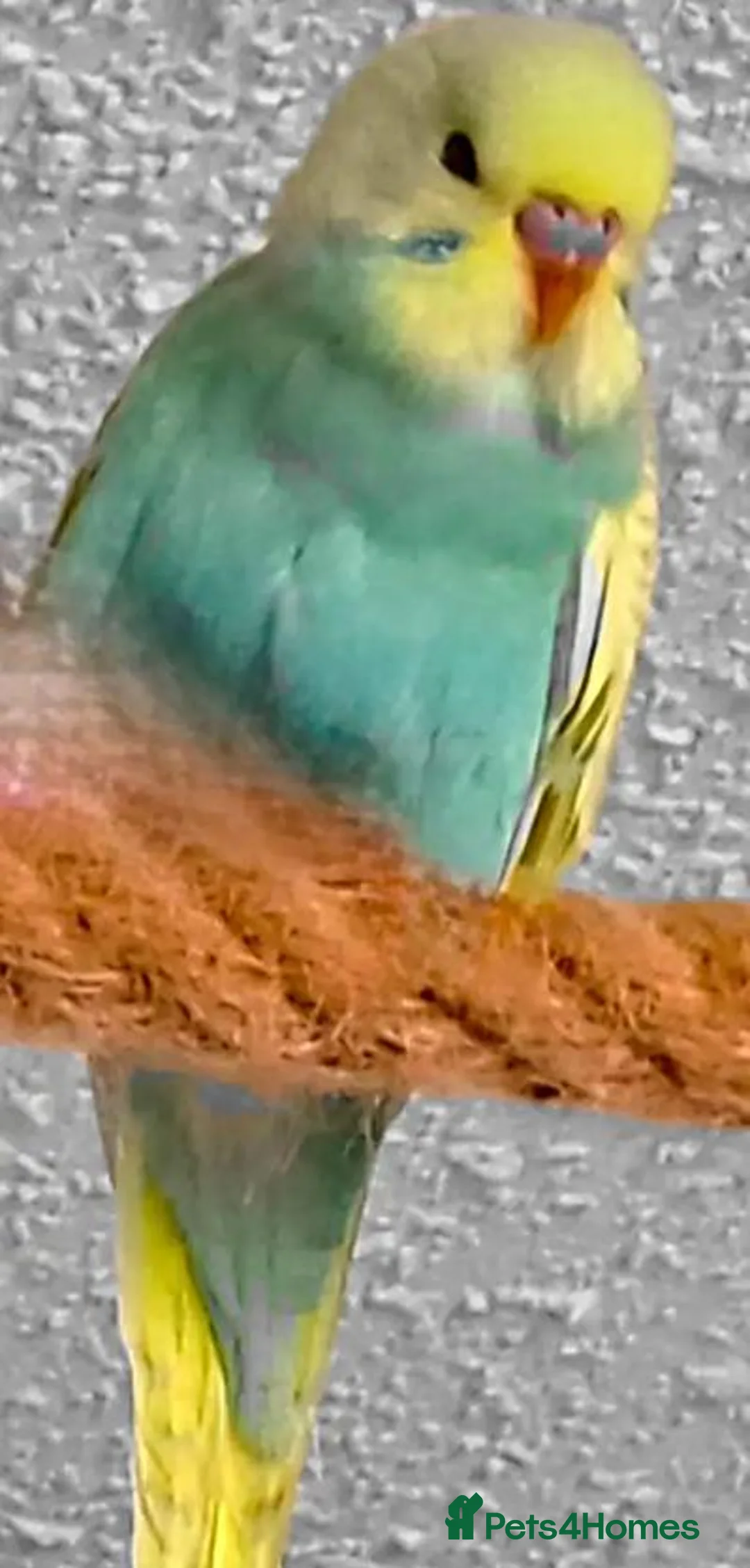 Parrots birds for sale: Well-Socialized Parrots-Intelligent and Active in Stirling - Advert 7