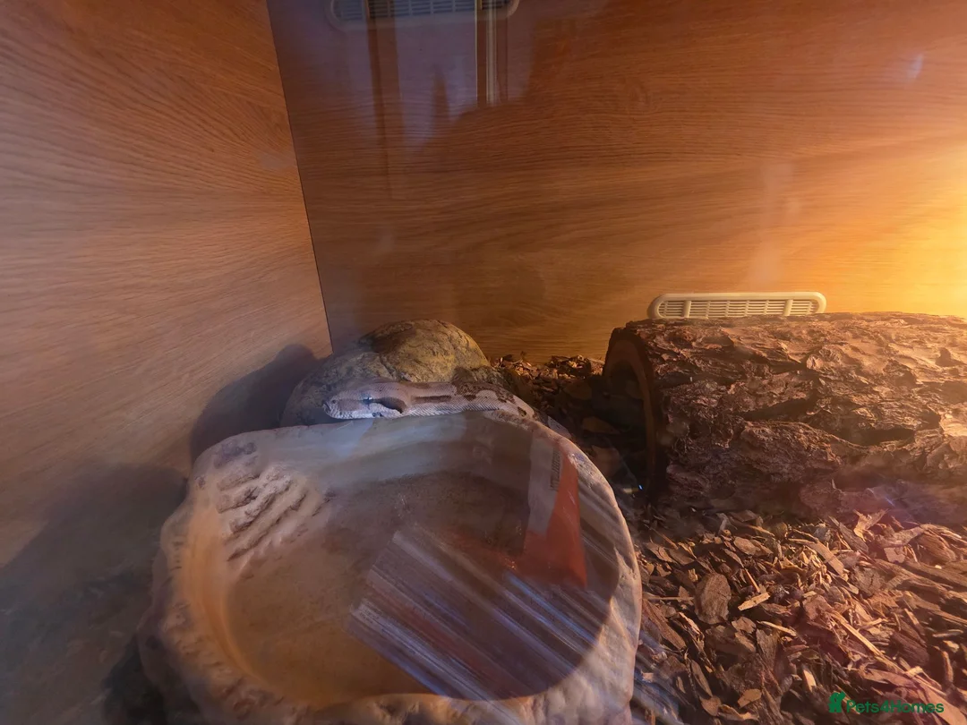 Mixed Breed reptiles for sale: Reptile Rehome look below for listing's. - Advert 1