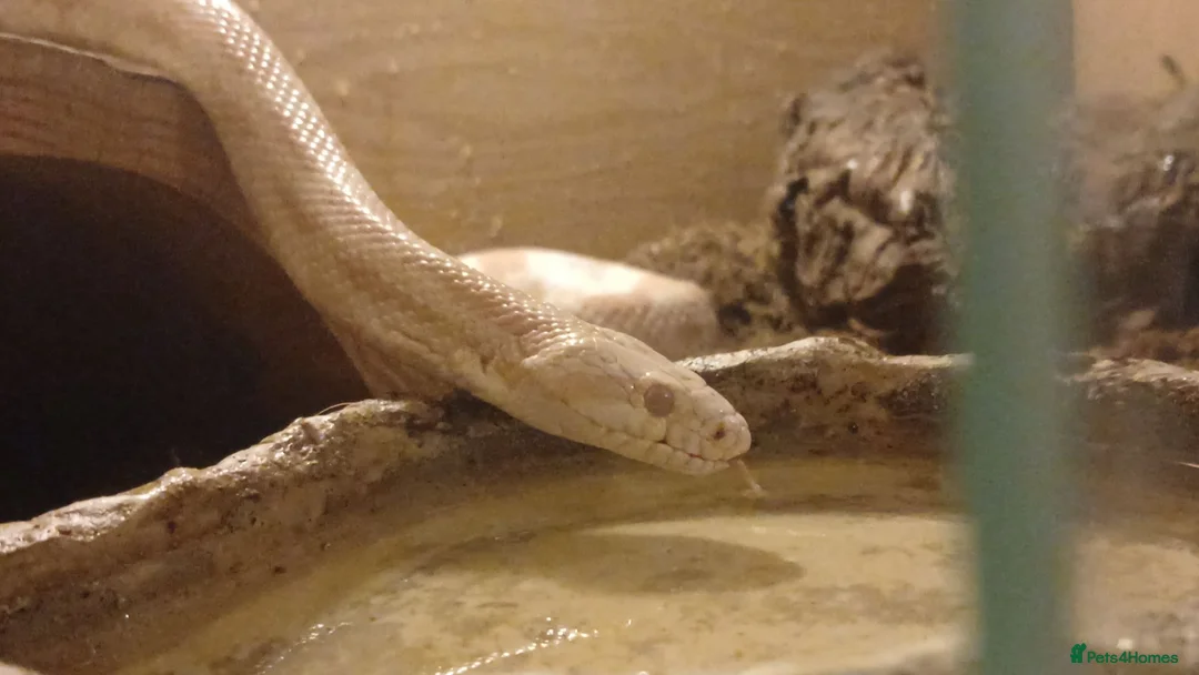 Corn Snake reptiles for sale: Corn snake + Full setup in Bournemouth - Advert 10