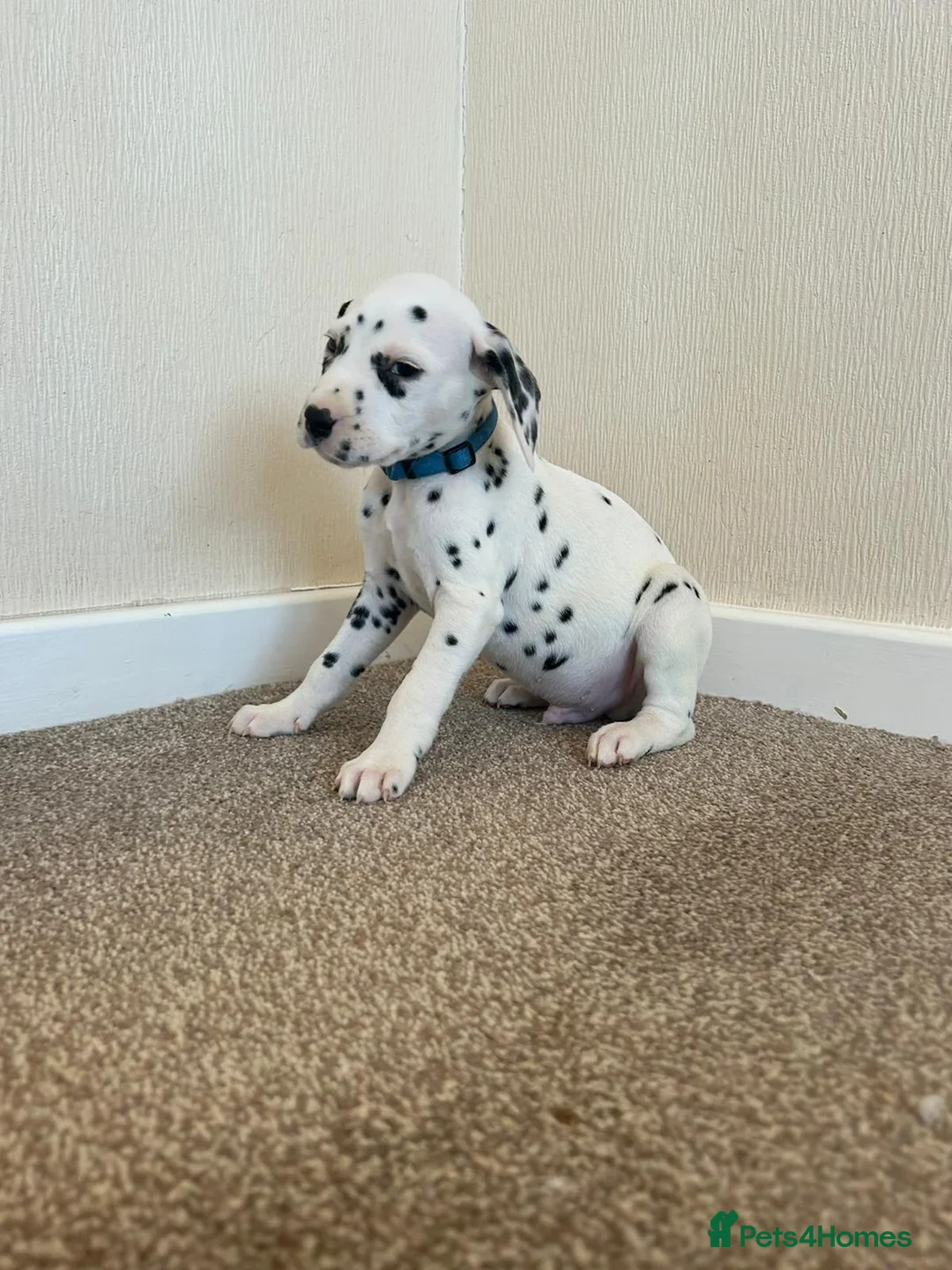 Dalmatian dogs for stud: Liver spot kc dalmatian for stud in Bedford - Advert 13