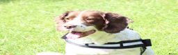 English Springer Spaniel dogs for sale: Female English Springer for rehoming (Cassy) - Advert 2