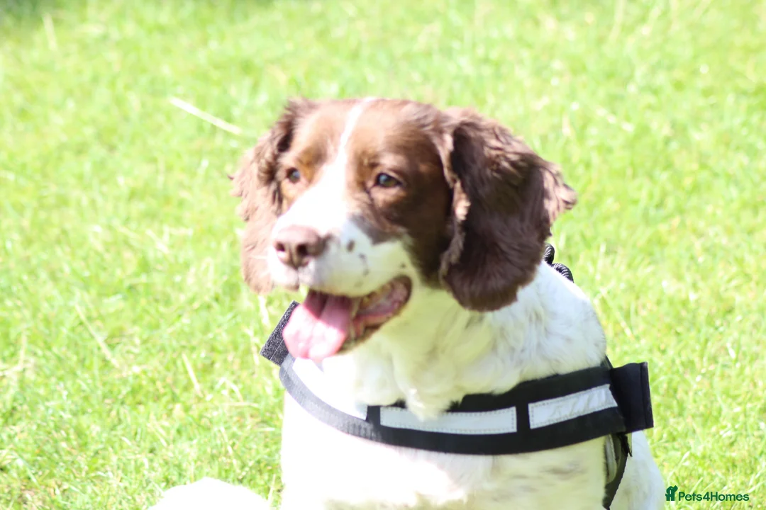English Springer Spaniel dogs for sale: Female English Springer for rehoming (Cassy) - Advert 2