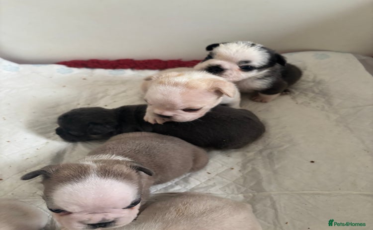 French Bulldog dogs - Advert 1