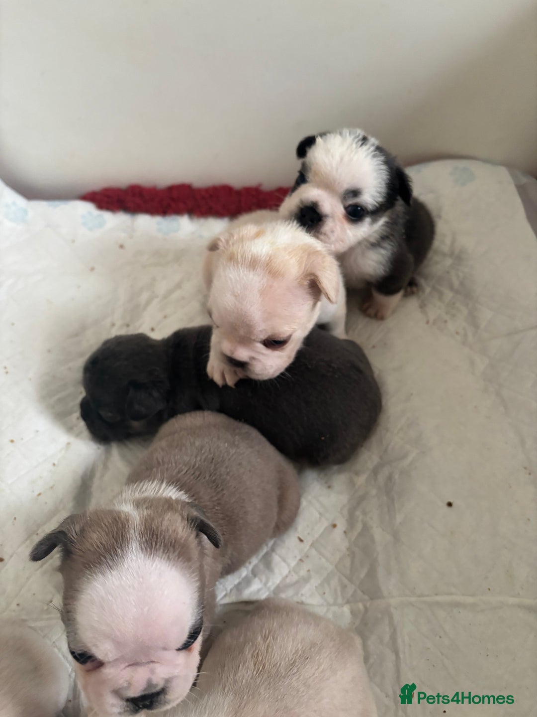 French Bulldog dogs for sale: Kc registered French bulldogs  - Image 1