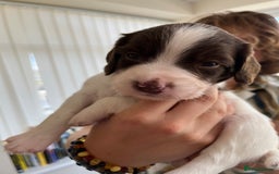 English Springer Spaniel dogs for sale: Beautiful springer spaniel puppies - Image 16