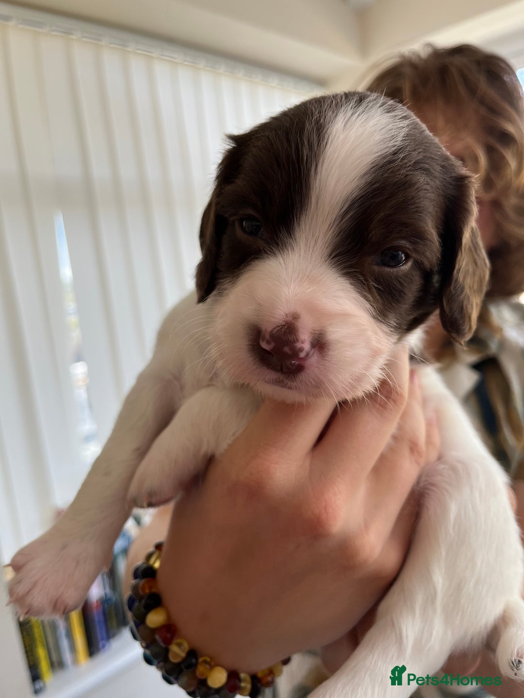 English Springer Spaniel dogs for sale: Beautiful springer spaniel puppies - Image 16