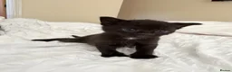 Mixed Breed cats for sale: 6 black and white kittens  - Advert 2