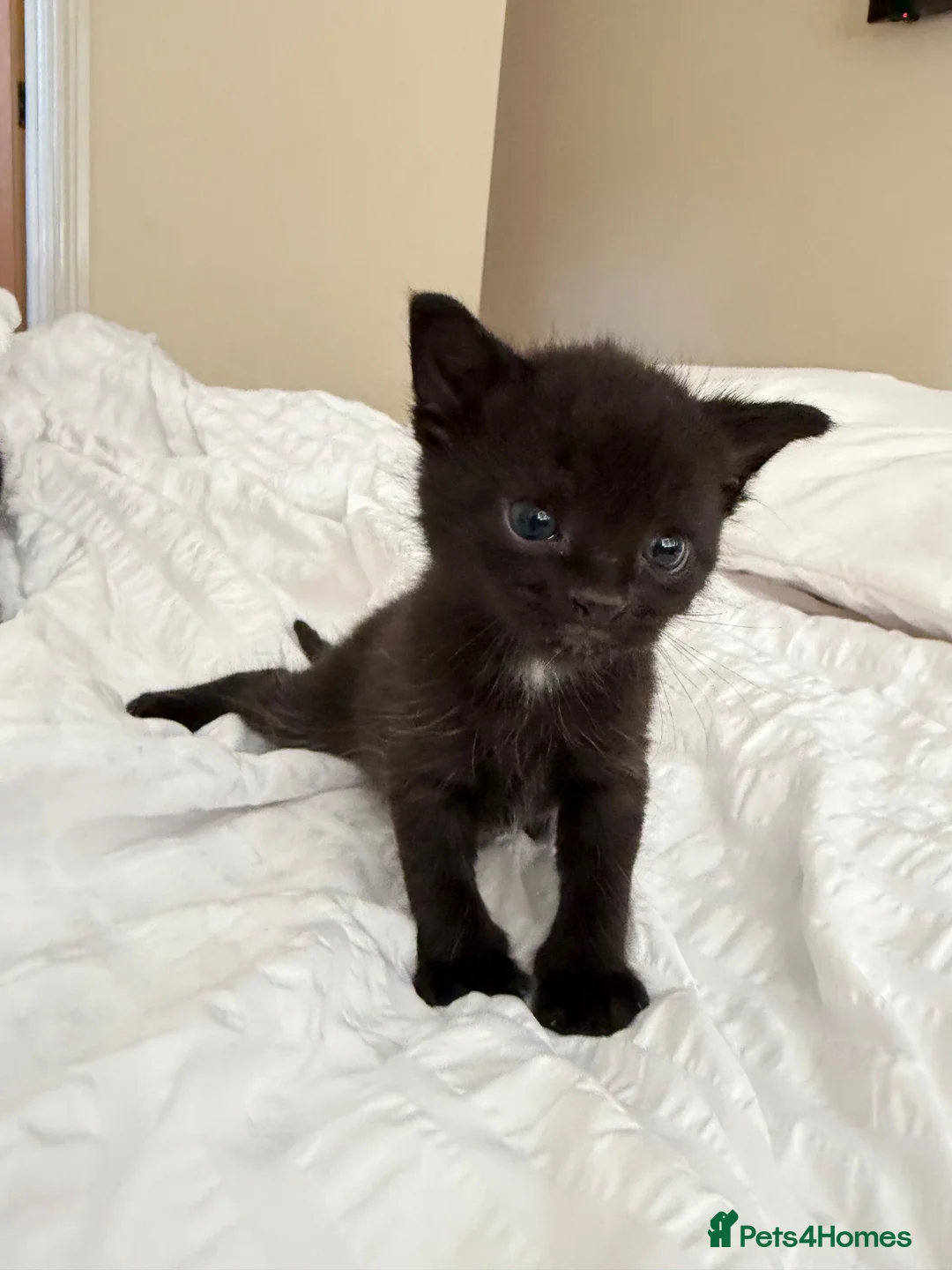 Mixed Breed cats for sale: 6 black and white kittens  - Advert 2