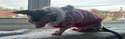 Sphynx cats for sale: 2 year old male Sphynx  - Advert 7