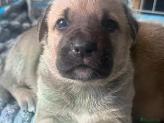 Mixed Breed dogs Kangal cross American bulldog - Advert 1