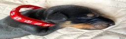 Dobermann dogs for sale: KC REGISTERED DOBERMAN PUPS - Advert 10