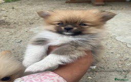 Pomeranian dogs for sale: Beautiful Russian bloodline Pomeranian puppies - Image 19