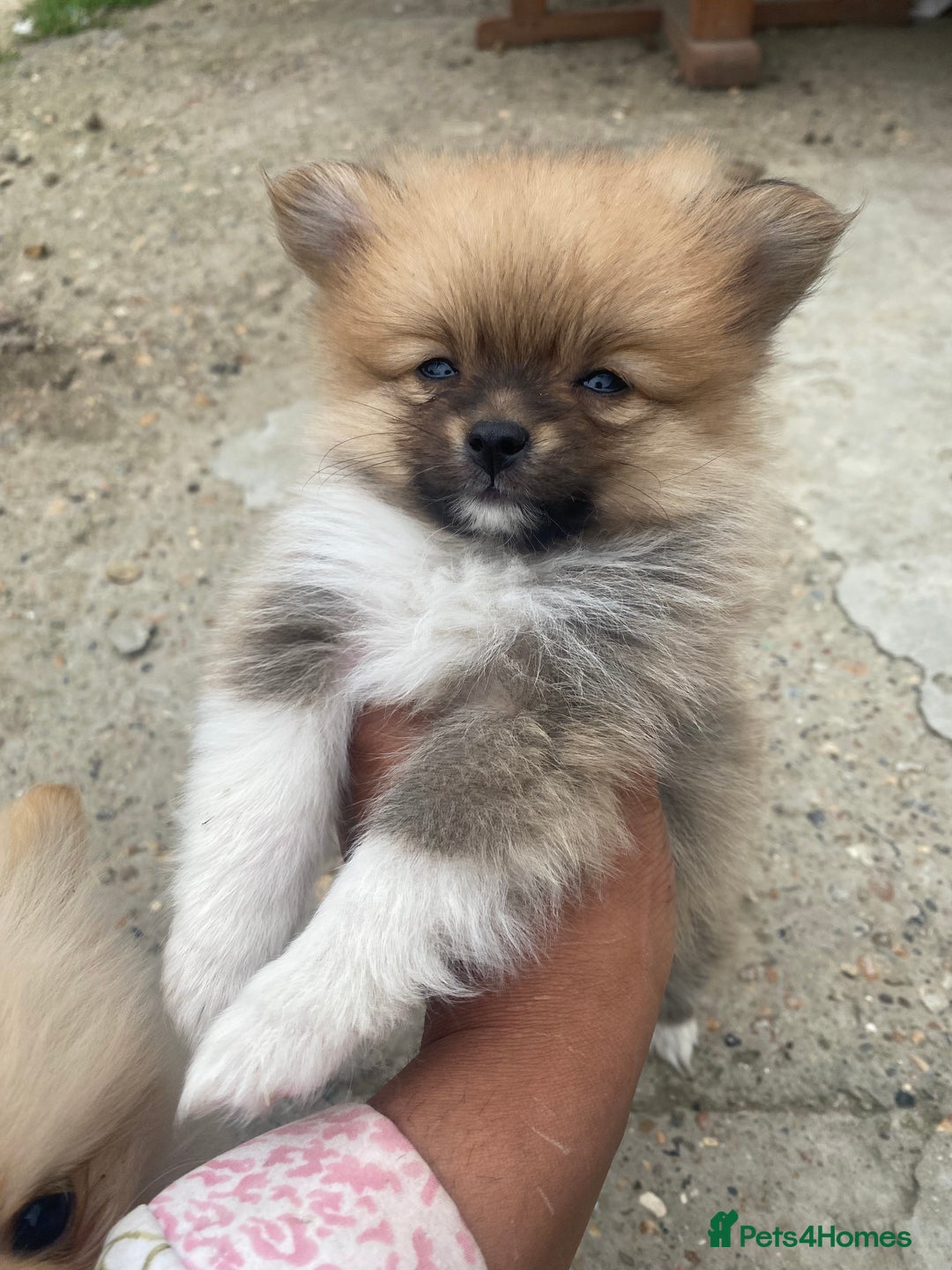 Pomeranian dogs for sale: Beautiful Russian bloodline Pomeranian puppies - Image 19