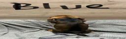 Miniature Dachshund dogs for sale: Miniature Dachshund Puppies for Sale in Basildon - Advert 9