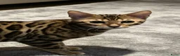 Bengal cats for sale: TICA REGISTERED BENGAL - Advert 3
