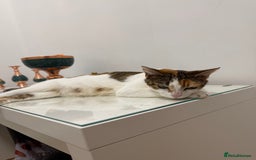 American Wirehair cats for sale: Female calico cat  - Image 5