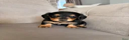 Miniature Dachshund dogs for sale: Minature Dachshund Puppies - Advert 7