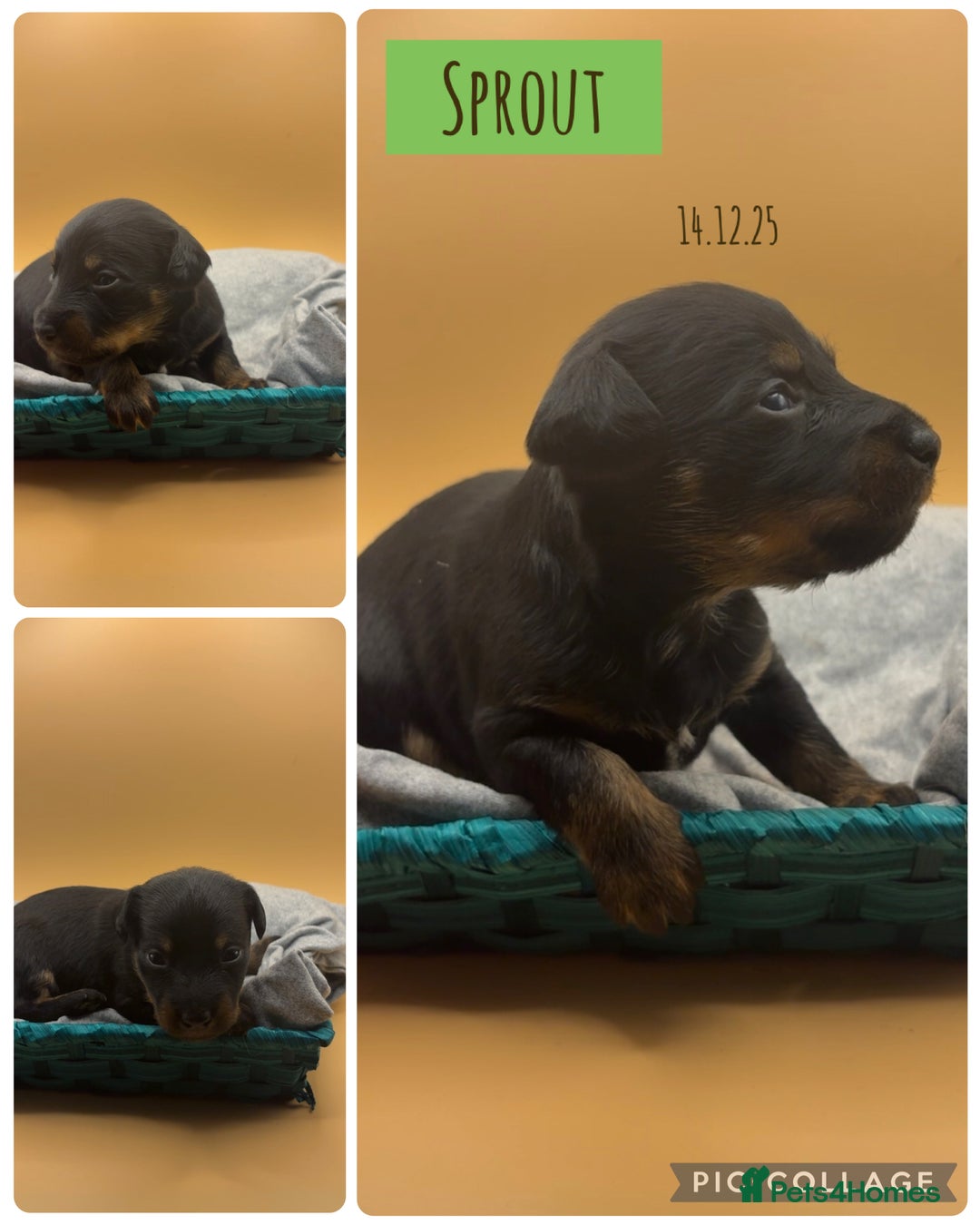 Mixed Breed dogs for sale: Chinese crested x miniature dachshund  - Advert 7