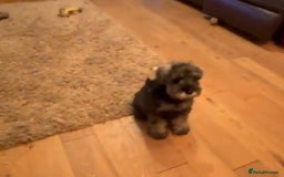 Miniature Schnauzer dogs for sale: Fully Vaccinated Beautiful Pepper & Salt babies - Image 7