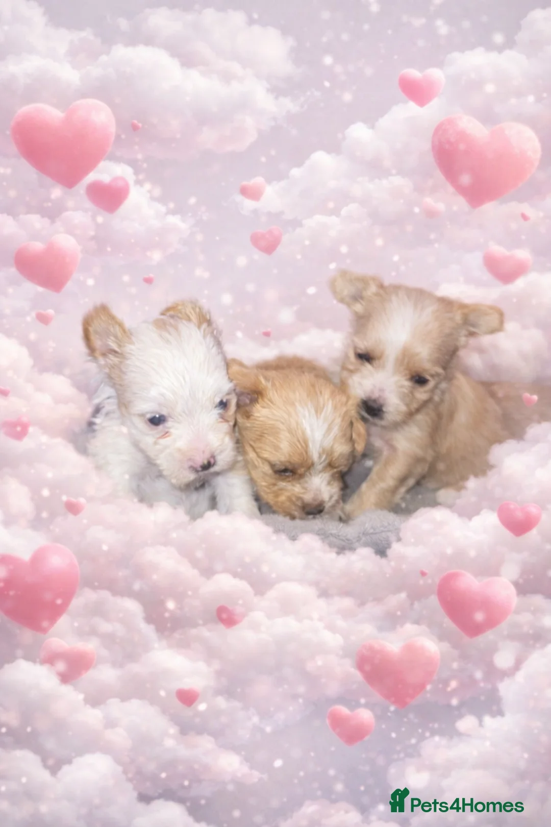 Yorkshire Terrier dogs for sale: wonderful puppies yorkshire terrier - Advert 9