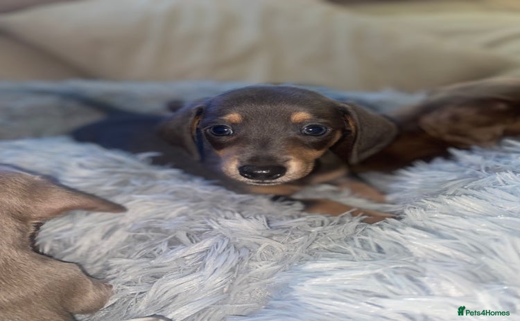 Miniature Dachshund dogs - Advert 4